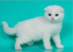 Toby White Scottish Fold Male Kitten