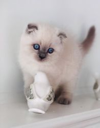 TICA Registered Beautiful Scottish Fold Male Kitten
