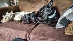 Scottie puppies looking for forever loving families
