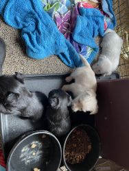 4 Scottish Terrier Puppies