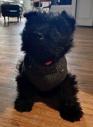 Scottish Terrier black male intact puppy