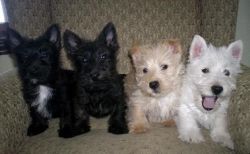 Charming Scottish Terrier Puppies Available