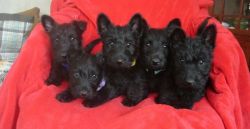 Reg Scottish Terrier Puppies