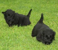 Adorable Scottish Terrier Puppies