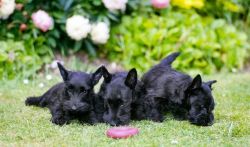Beautiful Scottish Terries puppies