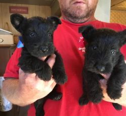 Adorable Scottish Terrier Puppies available for a new Home