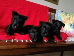 Adorable scottish terrier puppies