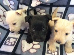 Perfect Scottish Terrier Puppies for Sale