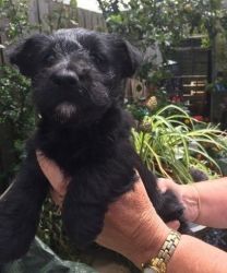 Beautiful Scottish Terrier Puppies for sale now