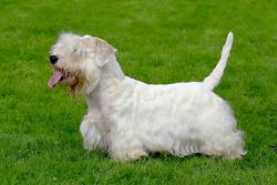 Sealyham Terrier For Sale