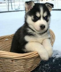 healthy huskies available