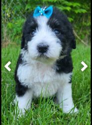 Sheepadoodle puppies ready to go home