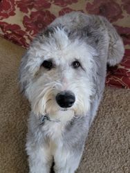 15 Month Old Sheepadoodle
