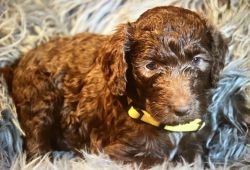 Female chocolate standard Sheepadoodle puppy