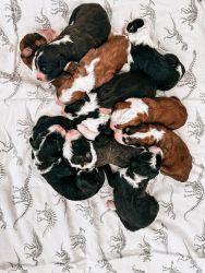 Tri-colored Sheepadoodle Puppies