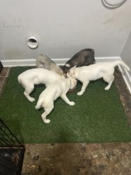 Puppies Looking For A New Home