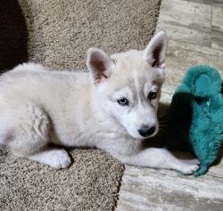 Shepsky puppy for sale
