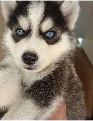 Wolly Coat with Blue Eyes Husky puppy for sale