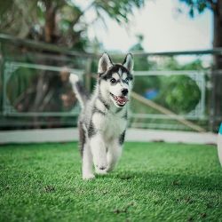 Siberian husky pupppies for sale