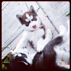 Healthy Male and Female husky puppies