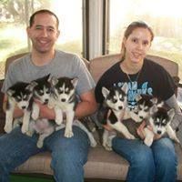 Cute Siberian Husky Puppies Ready For Their New Homes