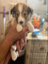 Sable and White Sheltie puppies for sale!