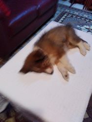 Sheltie puppies for sale