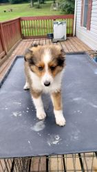 Sheltie ACA puppies to be rehomed