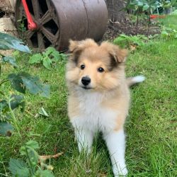 10 weeks sheltie puppies ready to go