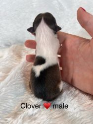 Small Sheltie pups born on 2/22!