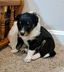 Sweet sheltie puppy looking for forever home