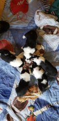 4 Sheltie Puppies available May 22nd
