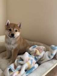 Female Shiba Inu looking for a home!