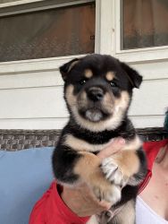 Shiba Inu puppy for Sale