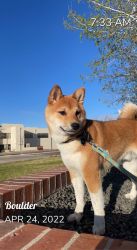 Shiba inu, the japanese breed that smiles