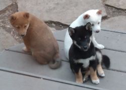 Spectacular gorgeous Shiba Inu puppies