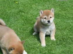 Amazing Shiba Inu puppies