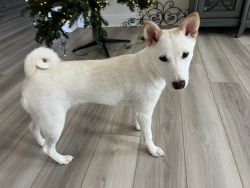 5 month old Shiba Inu for sale