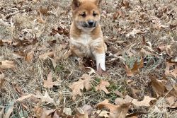Great Shiba Inu Puppies for good homes