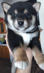 Shiba Inu Puppy