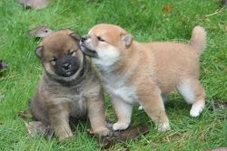 Charming Shiba Inu Puppies For Sale