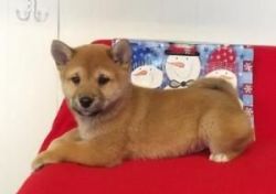 Adorable registered Shiba Inu puppies for sale