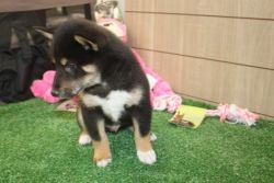Lovely Shiba Inu Male And Female For Lovers