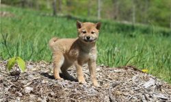 Adorable Shiba Inu Puppies Available Now