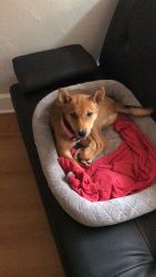 Shiba inu for sale in Hollywood Florida
