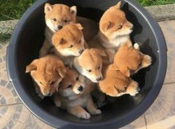 Hi Shiba Inu puppies for free