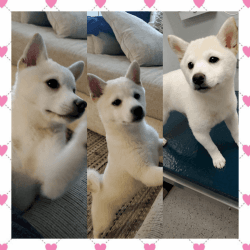 Pure Breed, Shiba Inu puppy for sale