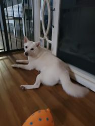 Shiba Inu Female, Not Fix 10 months Old For 300