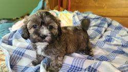 Shihpoo Puppies For Sale