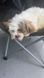 Love able boy shih poo looking for loving family